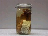 藏品(金鱗魚)的圖片